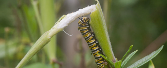 Monarch butterfly caterpillar on swamp milkweed, Photo (c) Karen Bussolini