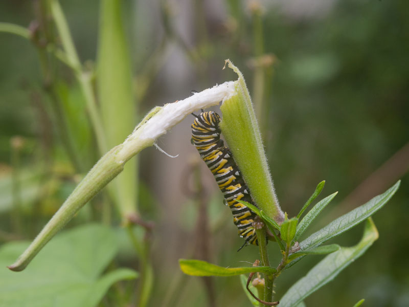 Monarch butterfly caterpillar on swamp milkweed, Photo (c) Karen Bussolini