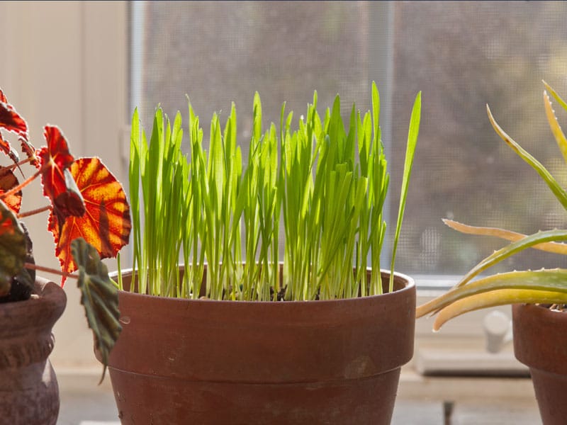 A flower pot growing greens for an indoor cat