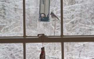 Bird feeder with tufted titmouse outside window in winter, Photo (c) Karen Bussolini