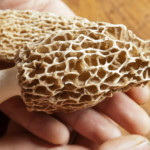 Morel mushrooms, Photo (c) Karen Bussolini