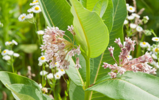 Photo of common milkweed copyright Karen Bussolini