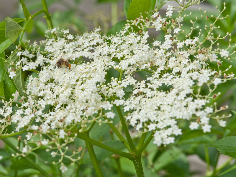 Photo of Elderberry blossom with pollinating bee (C) Karen Bussolini