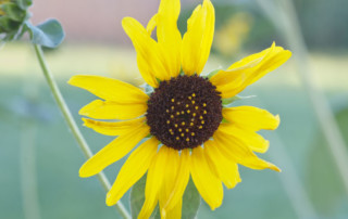 Sunflower, photo copyright Karen Bussolini