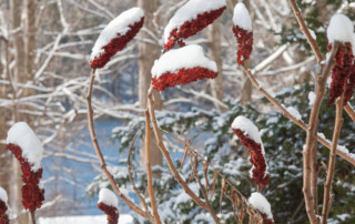 Staghorn sumac berries feed birds in winter. Photo (c) Karen Bussolini