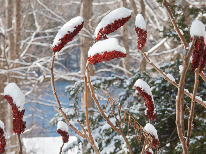 Staghorn sumac berries feed birds in winter. Photo (c) Karen Bussolini