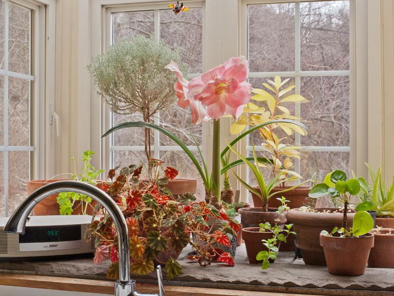 Greenhouse window in winter, Photo (c) Karen Bussolini