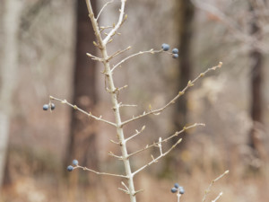 Invasive privet with blue berries in winter, Photo (c) Karen Bussolini