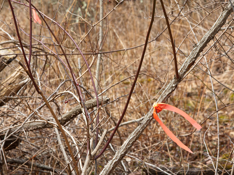 Invasive multiflora rose tagged for removal, Photo (c) Karen Bussolini