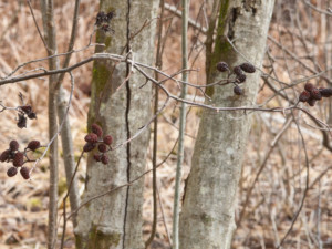 Speckled alder cones and catkins in March, Photo (c) Karen Bussolini