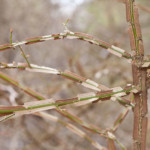 Burning bush (Euonymous elatus) branches in winter, photo (c) Karen Bussolini