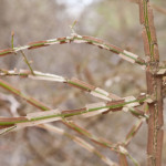 Burning bush (Euonymous elatus) branches in winter, photo (c) Karen Bussolini