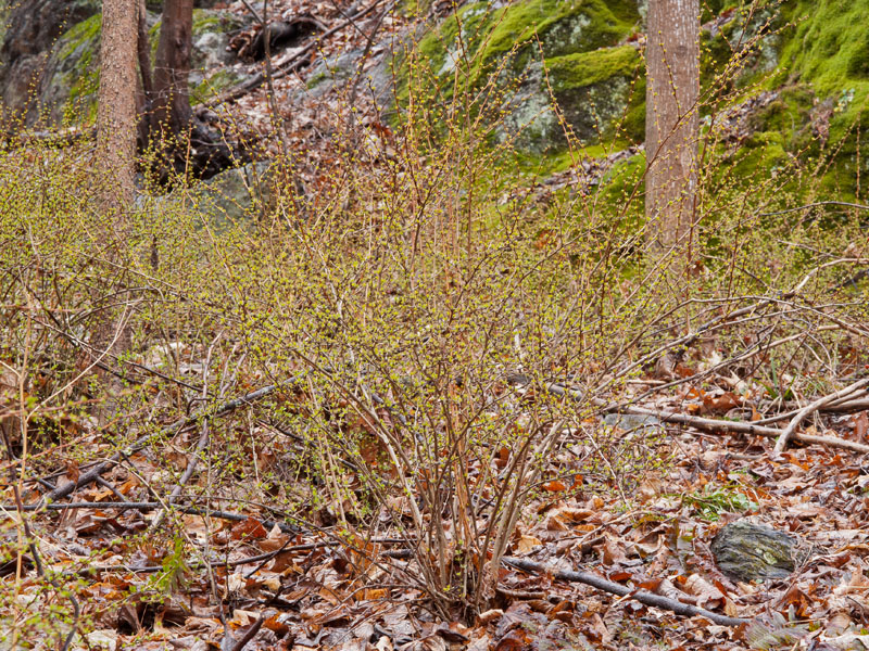 Invasive Japanese barberry in CT woods in March, Photo (c) Karen Bussolini
