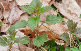 Nettles emerging in early May, Photo (c) Karen Bussolini