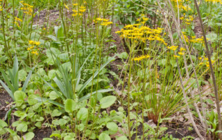 Photo of Packera aurea, Eryngium yuccifolium, Juncus effusus and Asclepias incarnata (C) Karen Bussolini