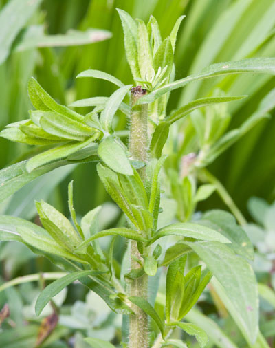 Cutting back aster stems stimulates new growth, Photo (C) Karen Bussolini