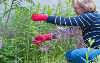 Cutting back New England asters in June, Photo (C) Karen Bussolini