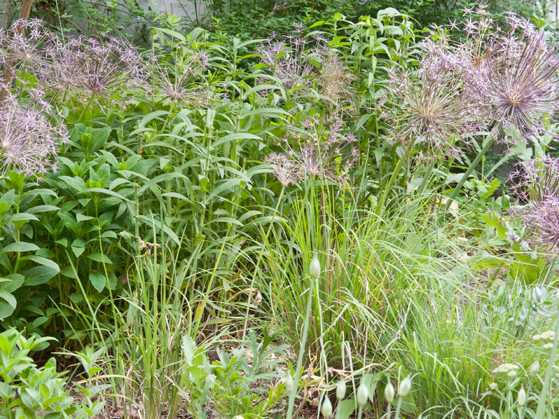 Cut back New England aster stems with Allium christophii and other perennials, Photo (C) Karen Bussolini