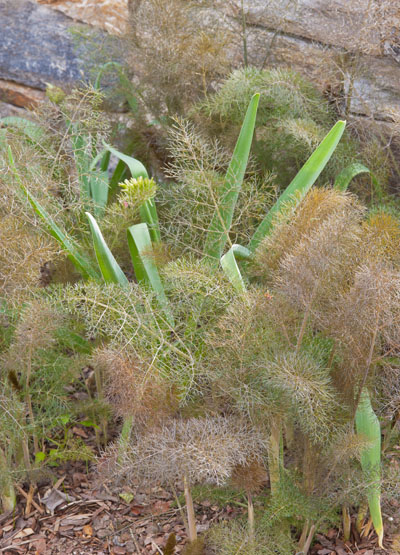 Bronze fennel covers Allium christophii foliage. Photo (C) Karen Bussolini