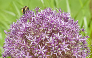 Bee on Allium christophii flower, Photo (c) Karen Bussolini