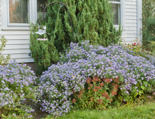 Independent Non Gmo Seed Catalogs Karen Bussolini Garden Arts