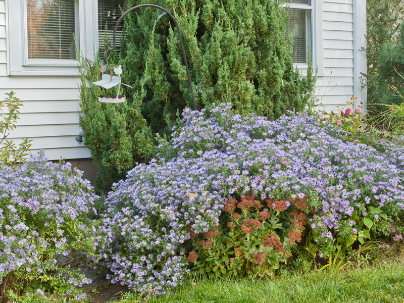 Blue sales aster flower