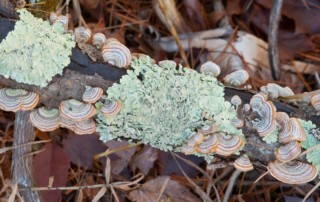 Fungi and lichens on decomposing . Photo (c) Karen Bussolini