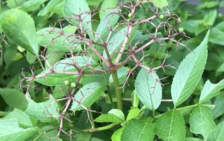 Photo of elderberry panicles with low fruit set, (C) Karen Bussolini