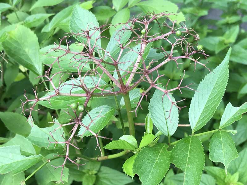 Photo of elderberry panicles with low fruit set, (C) Karen Bussolini