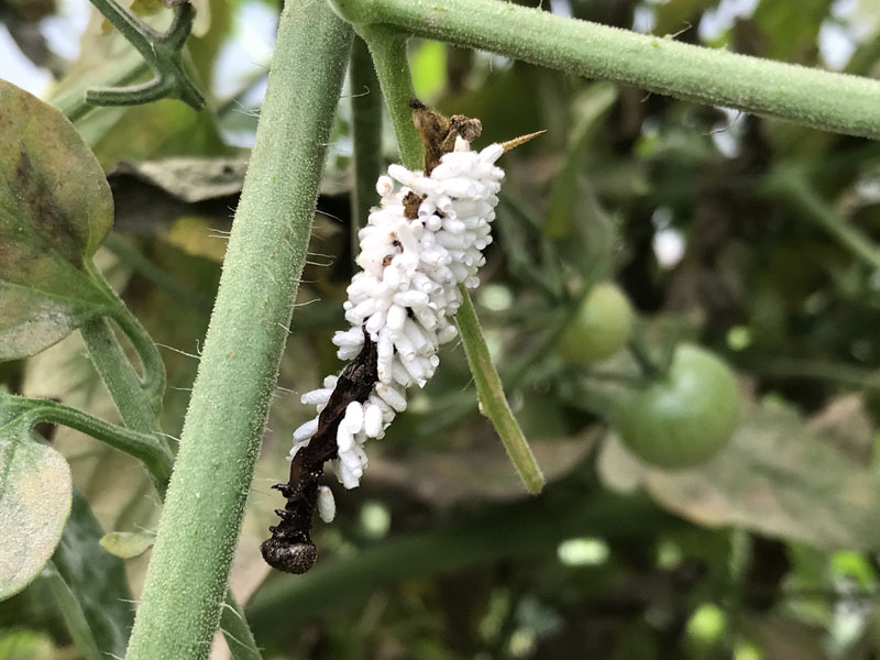 Tomato hornworm with parasitoid Braconid wasp cocoons, photo (C) Karen Bussolini