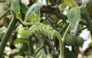 Tobacco hornworm, similar to tomato hornworm, feeding on tomato plant, Photo (C) Karen Bussolini