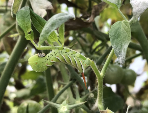 Dealing with Tomato (and Tobacco) Hornworms