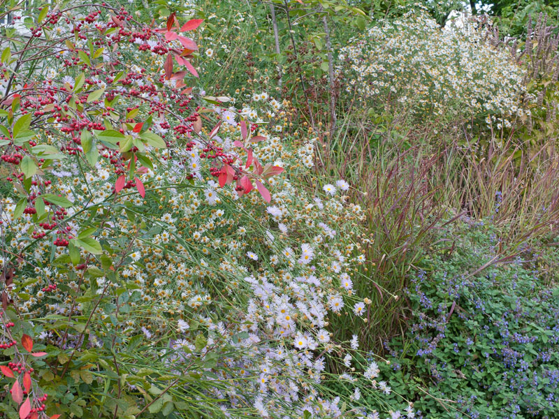 Curb appeal that appeals to pollinators and other wildlife. Photo (c) Karen Bussolini