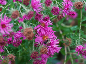 Aster 'Alma Potschke' attracts fewer bees than less hybridized New England asters. Photo (C) Karen Bussolini