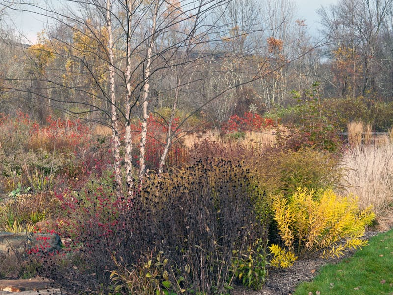 fall garden, seedheads, berries, grasses, color. Photo (c) Karen Bussolini