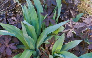 Color and Contrast with foliage of Eryngium yuccifolium and Geranium maculatum 'Espresso'