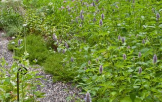 cook with anise hyssop
