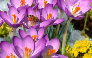 Crocus tommasinianus 'Barr's Purple' with honey bee and snow, Photo (c) Karen Bussolini