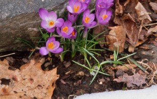 blooming purple crocus in warm microclimate, Photo (c) Karen Bussolini