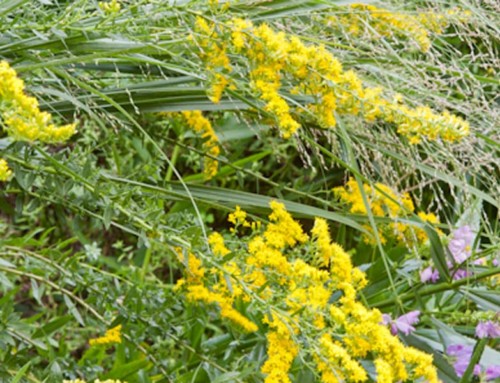 Glorious Goldenrods