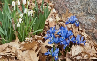 blooming Iris reticulata and snow drops with leaf mulch, Photo (c) Karen Bussolini
