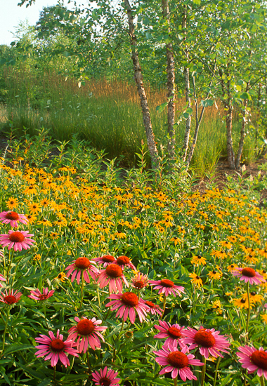 Karen Bussolini photo of garden with Purple coneflower (Echinacea purpurea) with Black-eyed Susans (Rudbeckia 'Goldsturm'), Calamagrostis 'Karl Foerster'