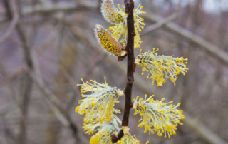 Male pussy willow catkin with pollen, photo (c) Karen Bussolini