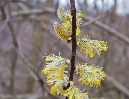 Dioecious Native Shrubs for Wildlife