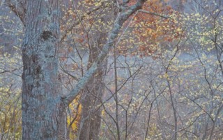 Native witch hazel blooming in November. Photo (c) Karen Bussolini