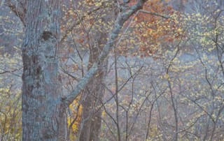 Native witch hazel blooming in November. Photo (c) Karen Bussolini