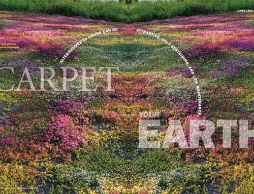 Carpet Your Earth