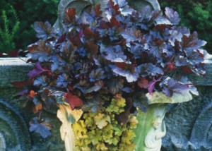 Hooray For Heucheras