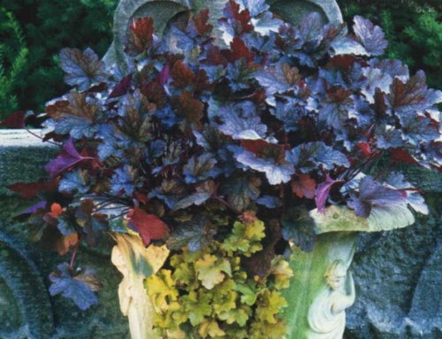 Hooray For Heucheras