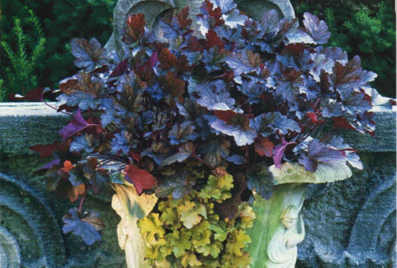 Hooray For Heucheras